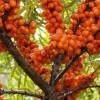 دانستنی هایی درباره درخت خولان دریا یا سنجد تلخ